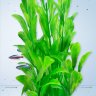 Растение Tetra DecoArt Plant S Hygrophila 15 см. (Гигрофила)