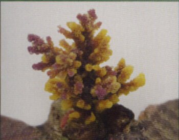 Коралл Vitality желто-коричневый 8x7x10см (SH9032PUY) Коралл пластиковый (мягкий) желто-коричневый 8x7x10см (SH9032PUY)