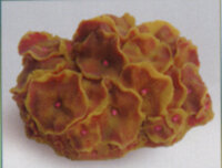 Коралл Vitality желто-красный 14х12х7см (SH011RY)