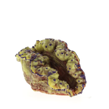 Коралл Vitality желто-красный 15x10,8x10,8см (SH049MRY) Коралл пластиковый (мягкий) желто-красный 15x10,8x10,8см (SH049MRY)
