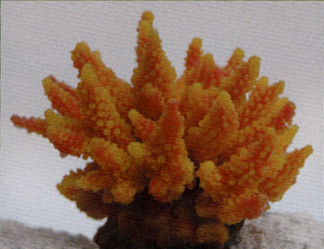 Коралл Vitality желто-оранжевый 11,5x10x9см (SH095ORY)