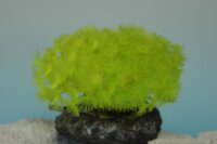 Коралл Vitality желтый 10х10х10см (CA006Y)