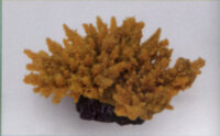 Коралл Vitality желтый 14х11,5х6,5см (MA116Y)