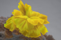 Коралл Vitality желтый 14х11х9см (SH205SY)