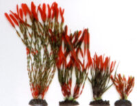 Растение Vitality пластиковое Валлиснерия 20см, красно-зеленое