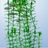 Растение Tetra DecoArt Plant L Anacharis 30 см. (Элодея)