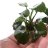 Анубиас бартери Нана (Куст) Anubias barteri var. nana - 