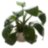 Анубиас бартери Нана (Куст) Anubias barteri var. nana - 