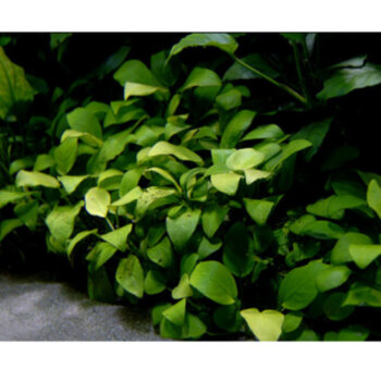 Анубиас бартери Нана (Куст) Anubias barteri var. nana 