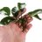 Анубиас Бартери Широколистный (Куст) Anubias barteri broad leaf - 