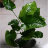 Анубиас Бартери Широколистный (Куст) Anubias barteri broad leaf - 