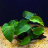Анубиас Бартери Широколистный (Куст) Anubias barteri broad leaf - 