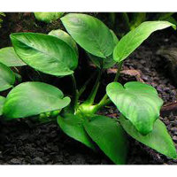 Анубиас Бартери Широколистный (Куст) Anubias barteri broad leaf