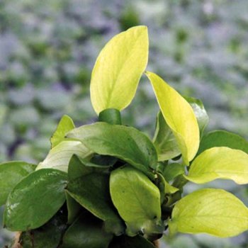 Анубиас Нана Голден (Горшок) Anubias Golden Nana 