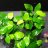 Анубиас Нана Голден (Горшок) Anubias Golden Nana - 
