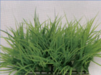 Растение Vitality пластиковое Коврик 12,5х25см, зеленое (83005_12.5)