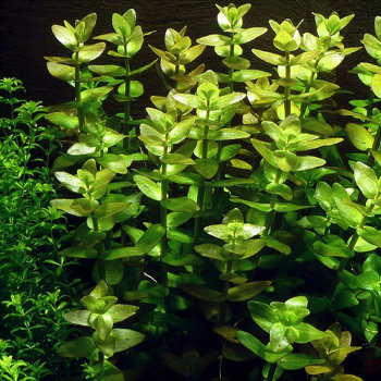Бакопа каролинская (Пучок) Bacopa caroliniana 