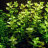 Бакопа каролинская (Пучок) Bacopa caroliniana - 