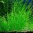 Валиснерия нана, натанс, американская (Пучок) Vallisneria americana var. natans-submerse - 