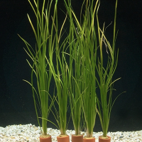 Валиснерия нана, натанс, американская (Пучок) Vallisneria americana var. natans-submerse