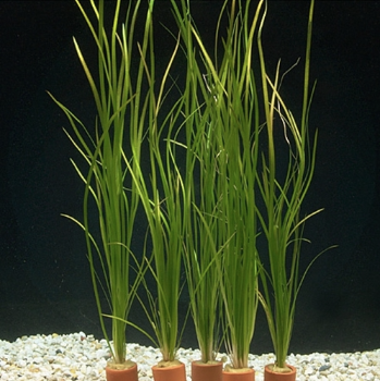 Валиснерия нана, натанс, американская (Пучок) Vallisneria americana var. natans-submerse 