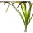 Валлиснерия Гигантская (Пучок) Vallisneria Gigantea - 