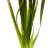Валлиснерия Гигантская (Пучок) Vallisneria Gigantea - 