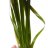 Валлиснерия Гигантская (Пучок) Vallisneria Gigantea - 