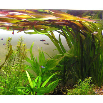 Валлиснерия Гигантская (Пучок) Vallisneria Gigantea 