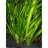 Валлиснерия Гигантская (Пучок) Vallisneria Gigantea - 
