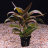 Гигрофила Красная (Пучок) Hygrophila sp.Red - 