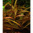 Гигрофила Красная (Пучок) Hygrophila sp.Red - 