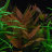 Гигрофила Красная (Пучок) Hygrophila sp.Red - 