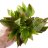 Гигрофила Лимонник Компакта (Пучок) Hygrophila corymbosa Compacta - 