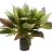 Гигрофила Лимонник Компакта (Пучок) Hygrophila corymbosa Compacta - 