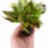 Гигрофила Лимонник Компакта (Пучок) Hygrophila corymbosa Compacta - 