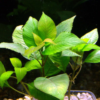 Гигрофила Лимонник Компакта (Пучок) Hygrophila corymbosa Compacta 