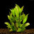 Гигрофила Лимонник Компакта (Пучок) Hygrophila corymbosa Compacta - 