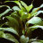 Гигрофила Лимонник Компакта (Пучок) Hygrophila corymbosa Compacta - 