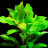 Гигрофила Лимонник Компакта (Пучок) Hygrophila corymbosa Compacta - 