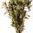 Гигрофила Узорчатая (Пучок) Hygrophila Polysperma Rosa Nervis - 