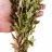 Гигрофила Узорчатая (Пучок) Hygrophila Polysperma Rosa Nervis - 