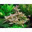 Гигрофила Узорчатая (Пучок) Hygrophila Polysperma Rosa Nervis - 