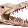 Декорация для аквариума Prime Череп крокодила 250х112х152 мм.