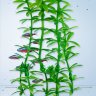 Растение Tetra DecoArt Plant S Anacharis 15 см. (Элодея)