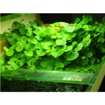 Гидрокотила белоголовая (Пучок) Hydrocotyle leucocephala 