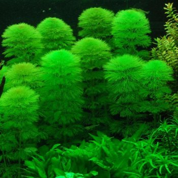 Кабомба водная (Пучок) Cabomba aquatica 