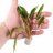 Криптокорина Вендта Зеленая (Пучок) Cryptocoryne wendtii Green - 