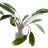 Криптокорина Вендта Зеленая (Пучок) Cryptocoryne wendtii Green - 