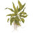 Криптокорина Вендта Зеленая (Пучок) Cryptocoryne wendtii Green - 